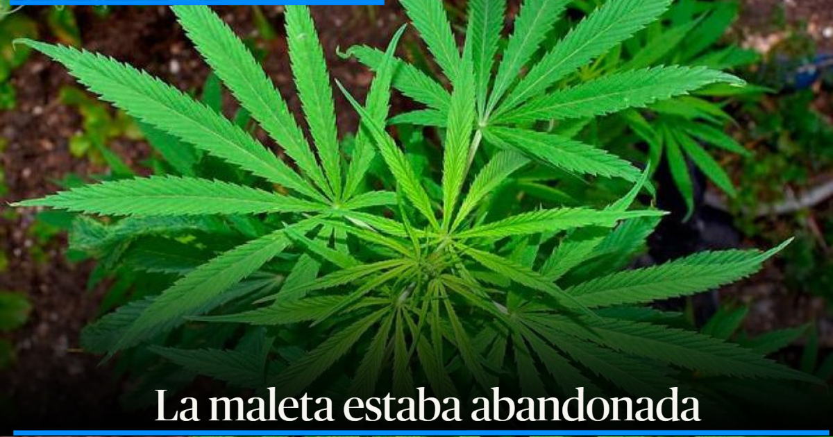 Kilos De Marihuana Fueron Incautados En Cajamarca Los Transportaban